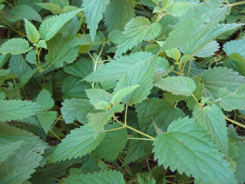 foraging stinging nettle