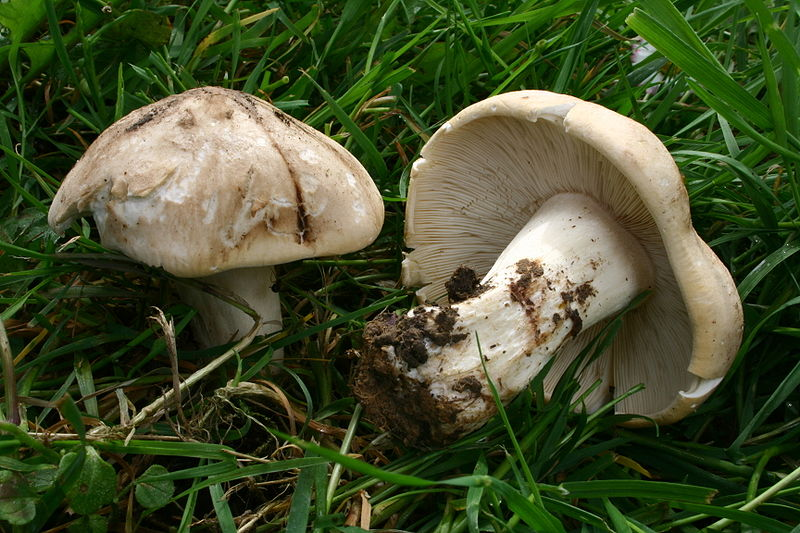 Foraging wild edible mushrooms