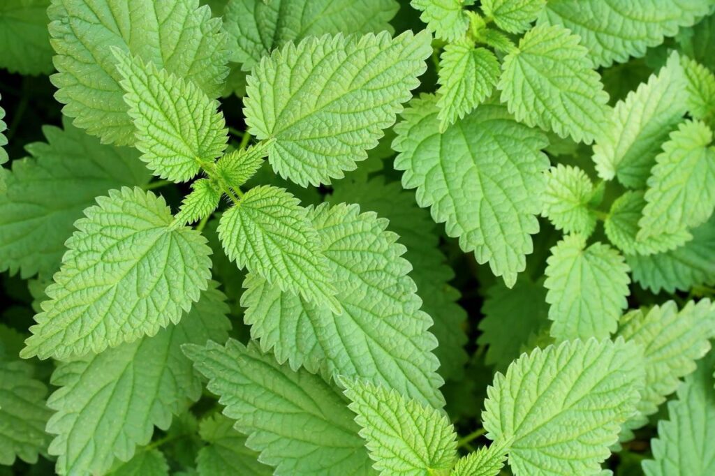 identifying stinging nettle