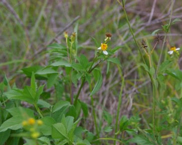 Bidens Alba identification