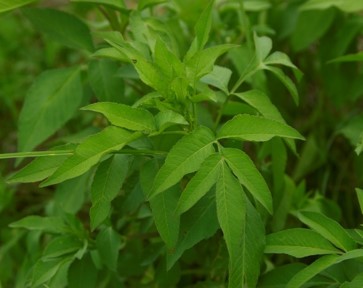 Bidens Alba Leaves