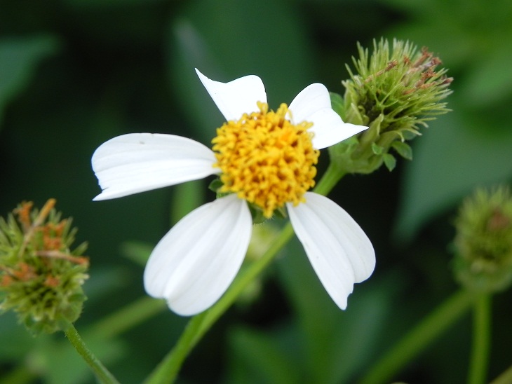 Beautiful and edible bidens alba