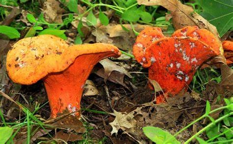 Lobster mushroom identification