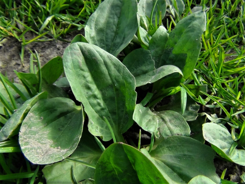 broadleaf plantain edible