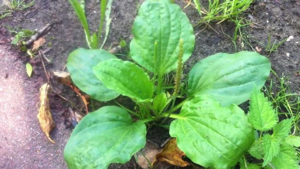 broadleaf plantain identification