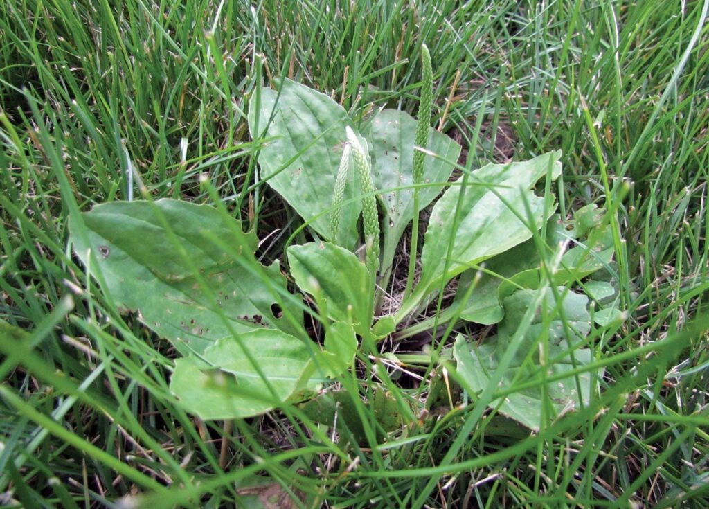 broadleaf plantain uses