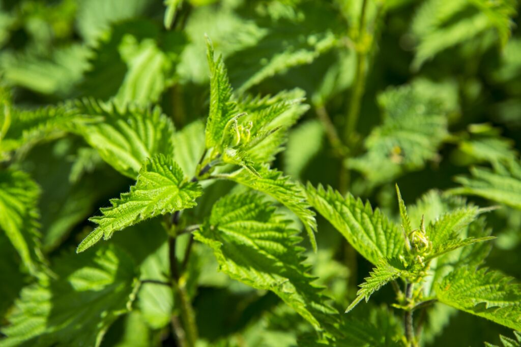 Stinging Nettle leaves