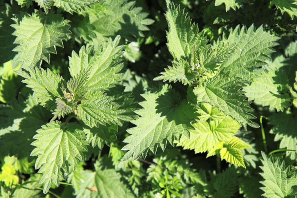 Edible Stinging Nettle