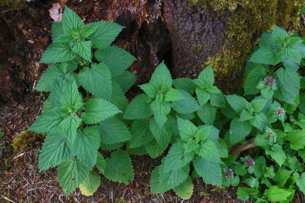 Stinging nettle Identification