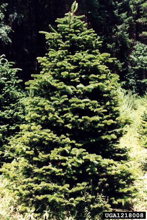 foraging uses for the Douglas Fir