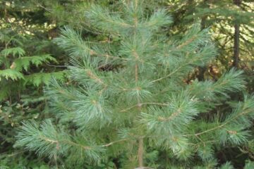 Identify and use pine trees