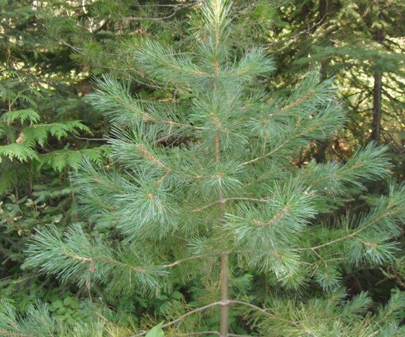 Identify and use pine trees