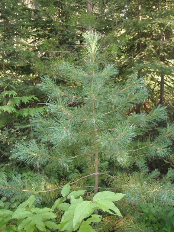 Norway pine