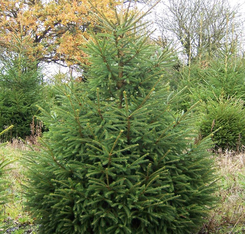 Norway Spruce