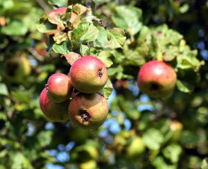 Foraging apples