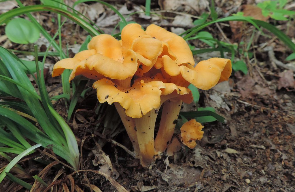 Identifying Chanterelle Mushrooms