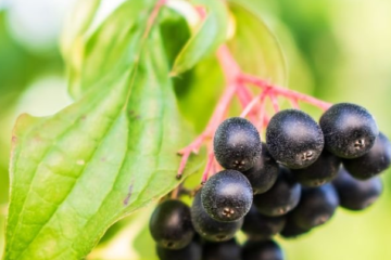 Vibrant huckleberries on the bush ready for foraging in the Pacific Northwest