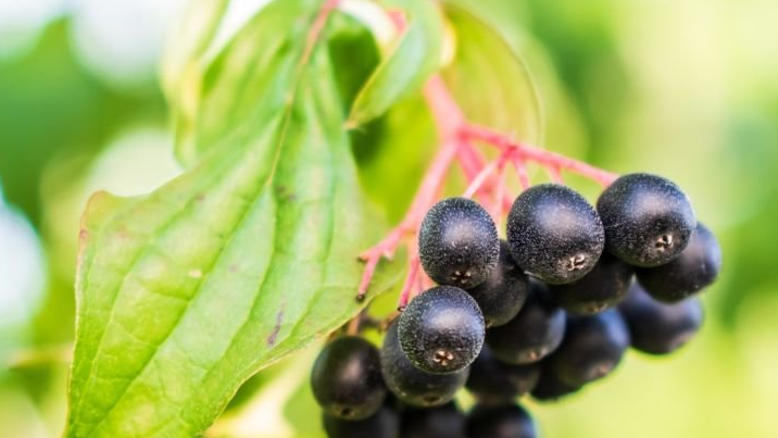 Vibrant huckleberries on the bush ready for foraging in the Pacific Northwest