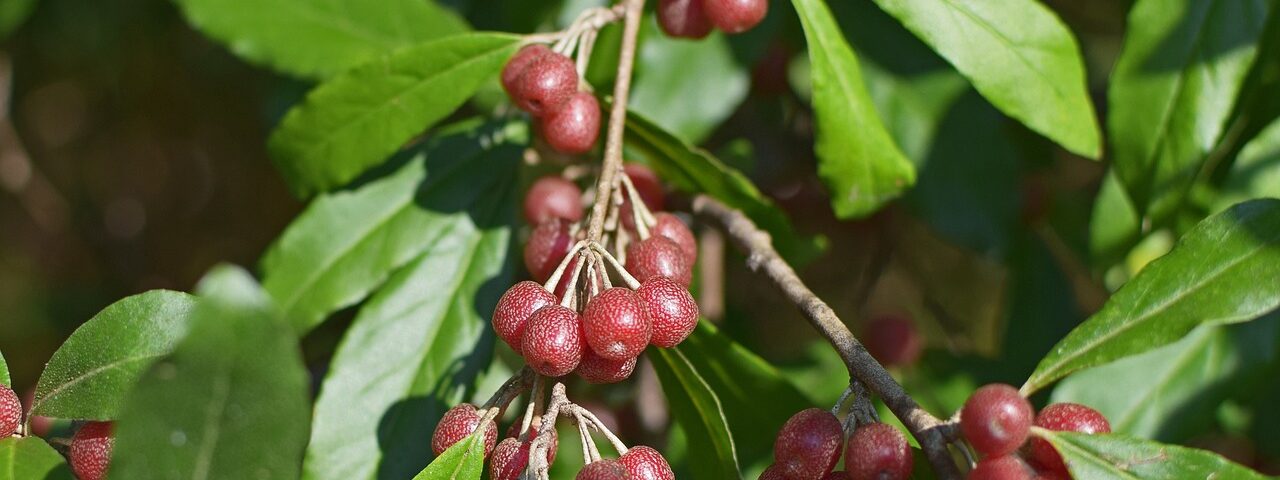 Ripe autumn olive berries hanging on a shrub, showcasing their vibrant red and yellow colors against green foliage