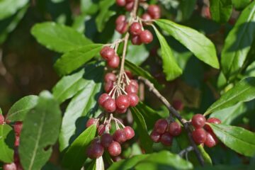 Ripe autumn olive berries hanging on a shrub, showcasing their vibrant red and yellow colors against green foliage