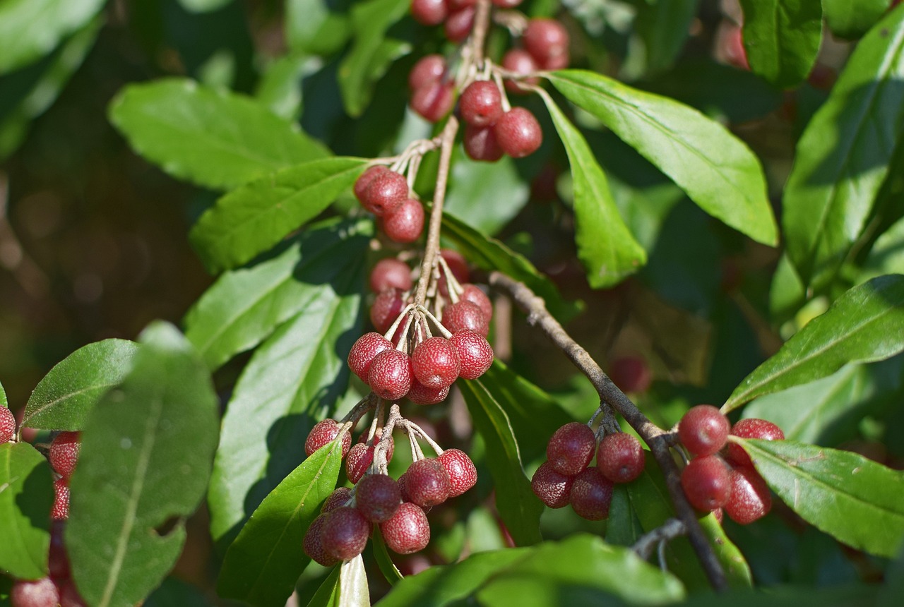 Foraging Autumn Olive Berries: Identification, Uses, And Preparation