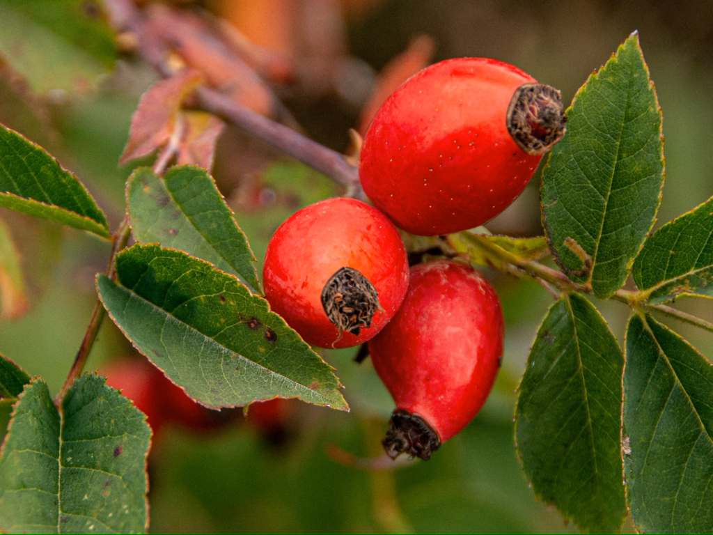 foraging rosehips