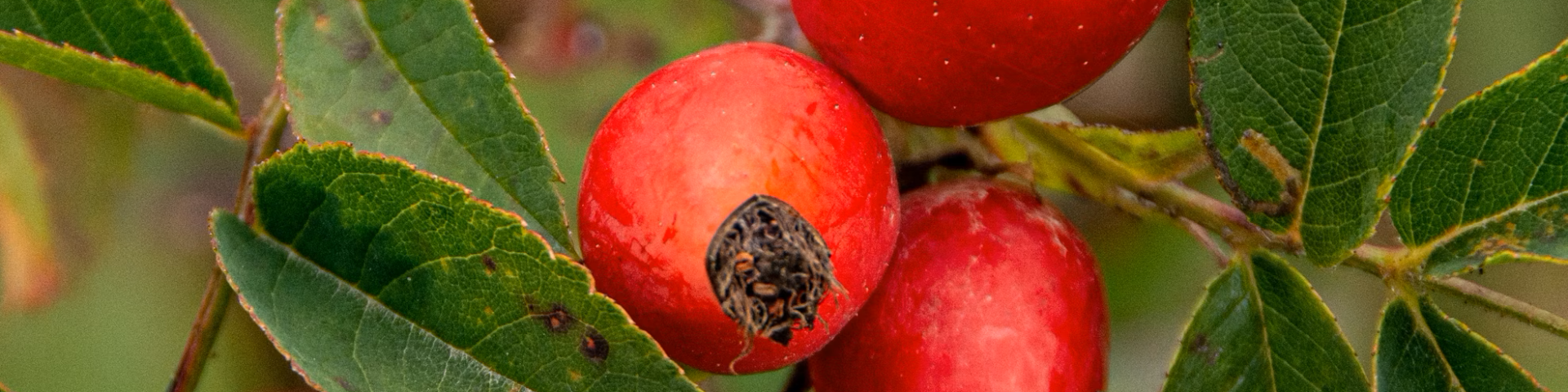 foraging rosehips