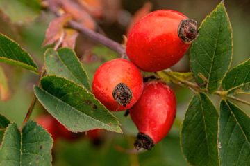 foraging rosehips