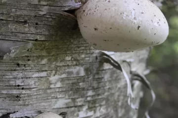 Discover the joys of Foraging for Birch Polypore