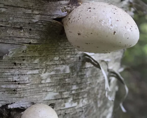 Discover the joys of Foraging for Birch Polypore