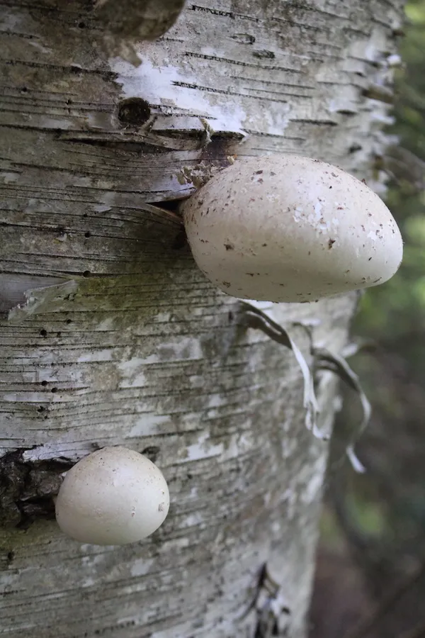 Discover the joys of Foraging for Birch Polypore