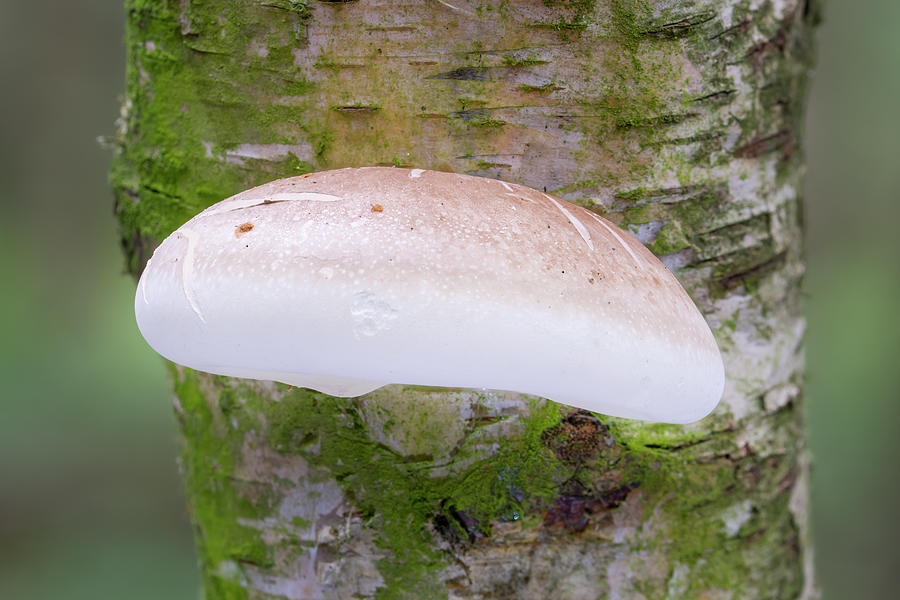 learn how to harvest and use birch polypore