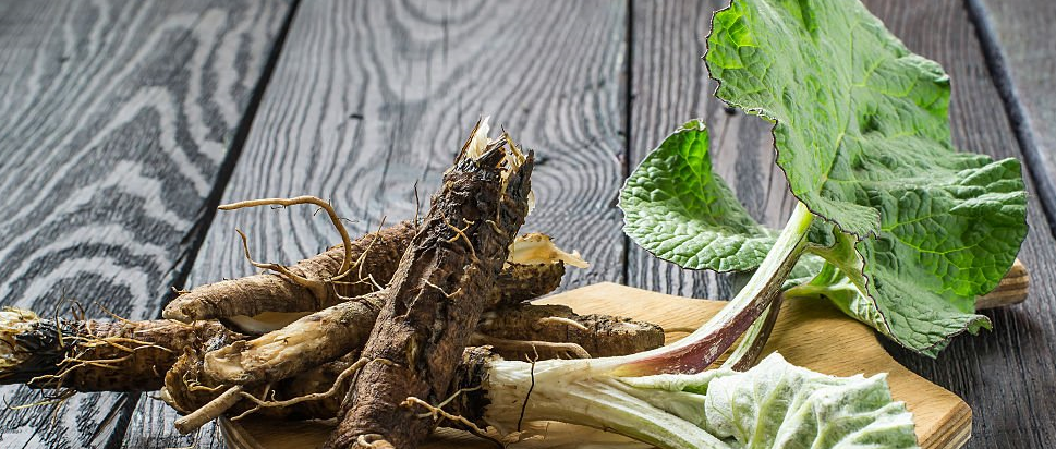 Foraging Burdock Root: A Guide to Harvesting and Cooking