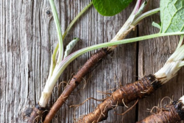 "Foraged burdock root freshly dug from the ground