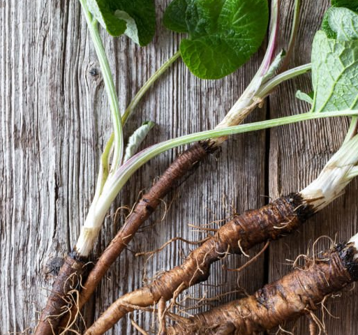 "Foraged burdock root freshly dug from the ground