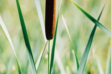 Identifying and using cattails