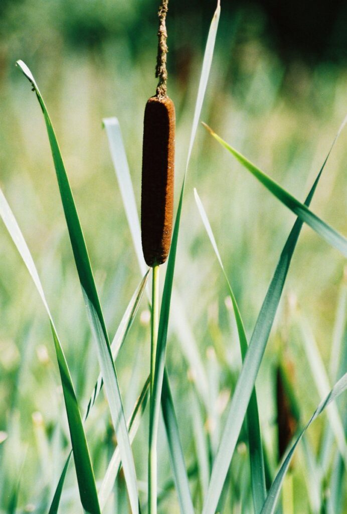 Identifying and using cattails