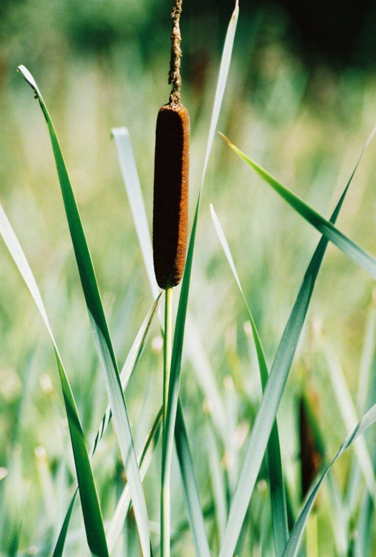 Foraging for Cattails: A Comprehensive Guide to Edible Uses