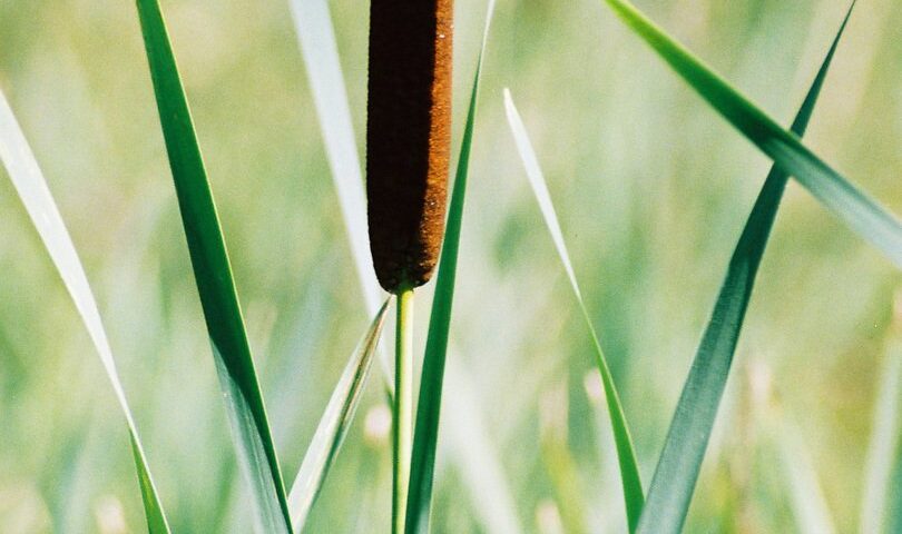 Identifying and using cattails