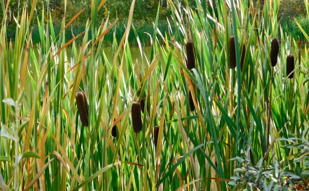 Discover the joy for foraging for cattails