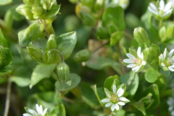 Identifying chickweed