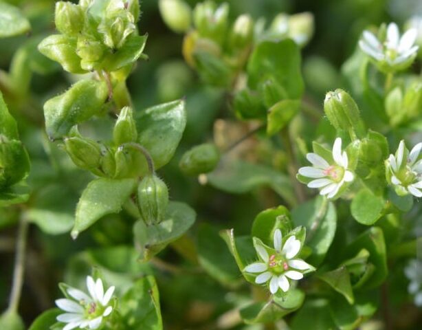 Identifying chickweed