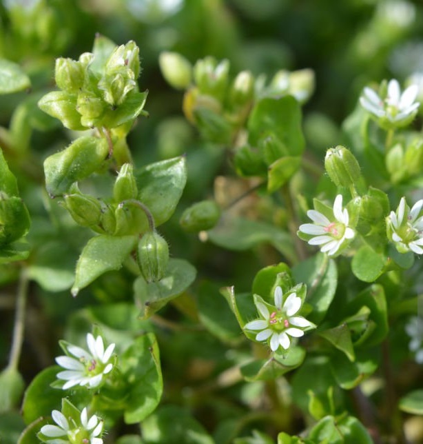 Identifying chickweed