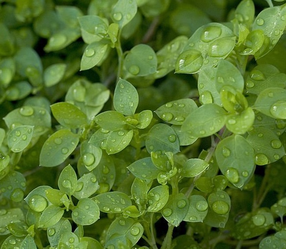 Find and identify chickweed