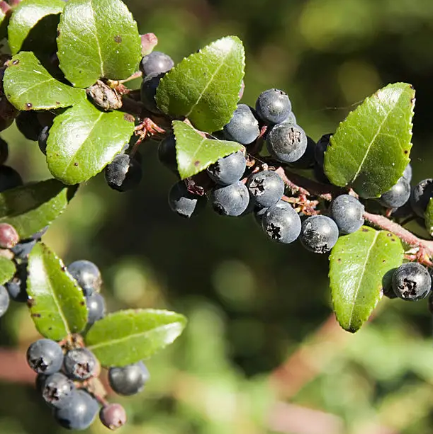 Close-up view of huckleberries growing on a bush in the wild.