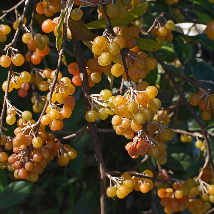 Close-up of ripening autumn olive berries on a branch, displaying their characteristic speckled red and yellow colors against lush green leaves