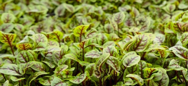 Close-up of sheep sorrel leaves (Rumex acetosella) displaying their distinct tart green color and arrow-shaped structure, with dew drops glistening on the surface.