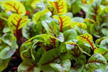 Lush green sheep sorrel (Rumex acetosella) leaves growing in a sunny field, showcasing their distinctive arrow shape and vibrant color.