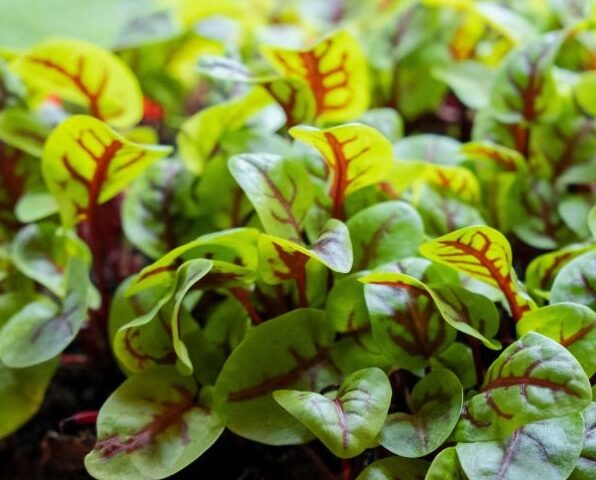 Lush green sheep sorrel (Rumex acetosella) leaves growing in a sunny field, showcasing their distinctive arrow shape and vibrant color.