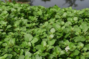 Lush green watercress (Nasturtium officinale) growing in a shallow stream, with delicate leaves and stems visible.